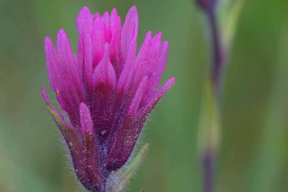 paintbrush