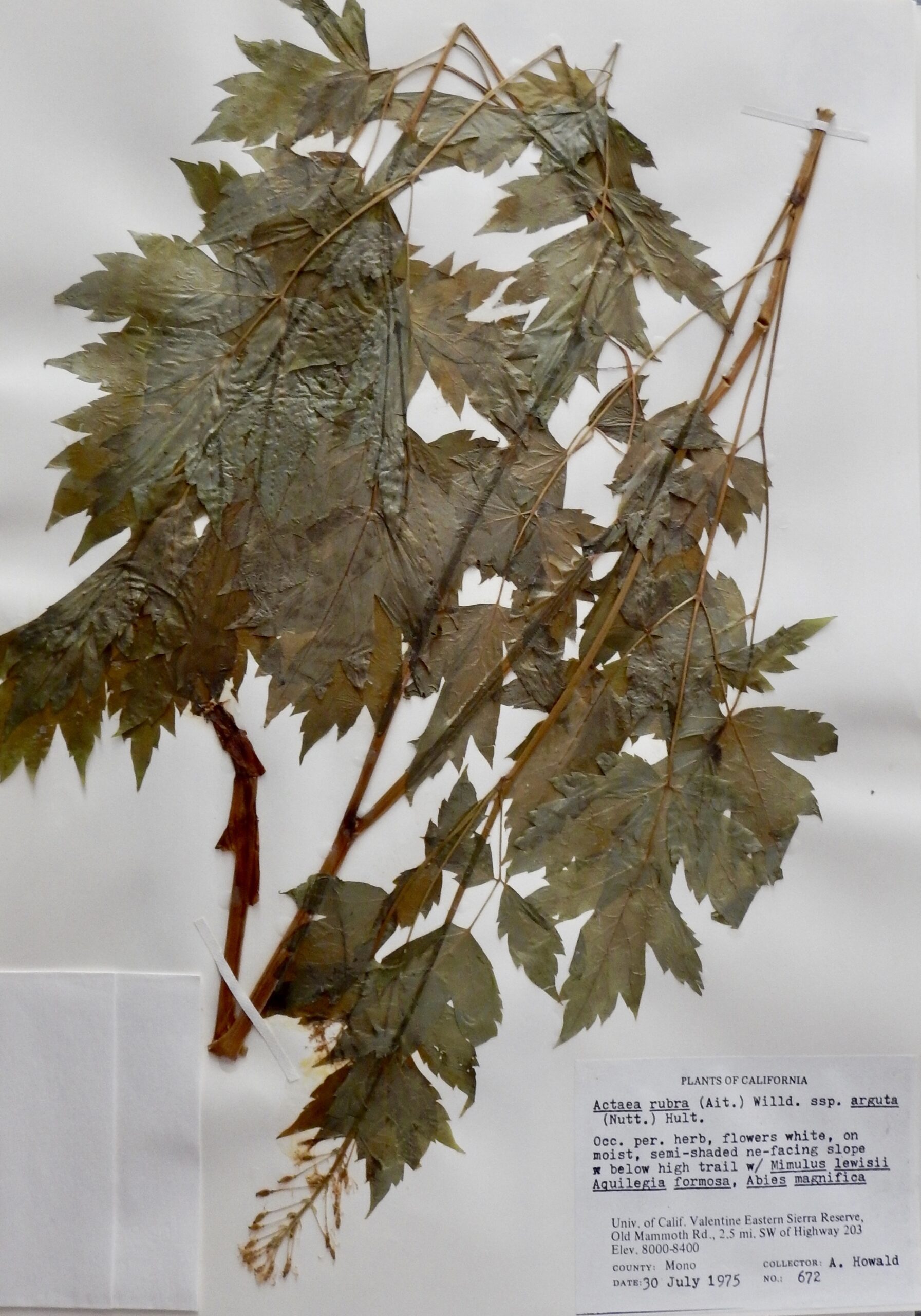 Actaea rubra