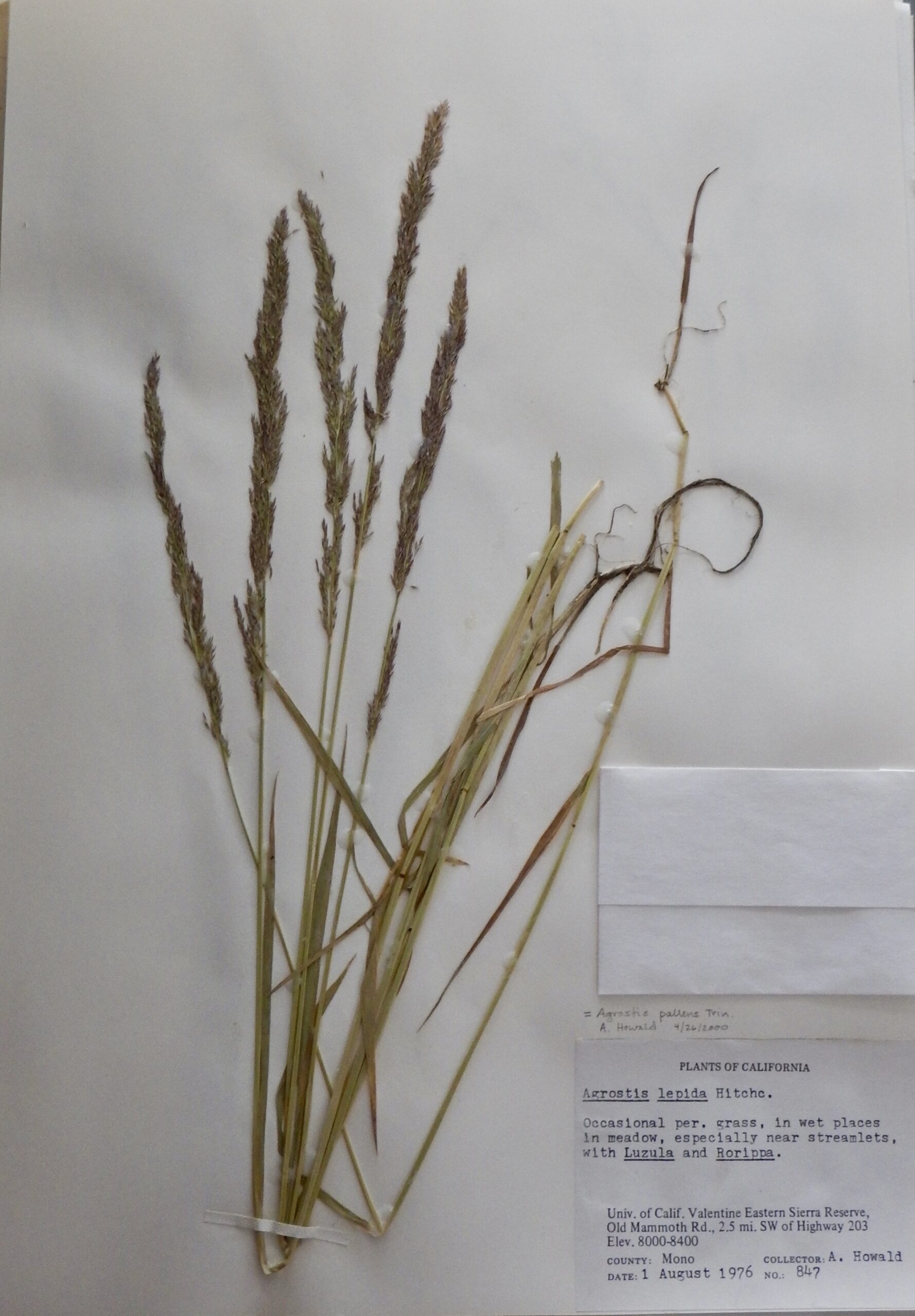 Agrostis pallens