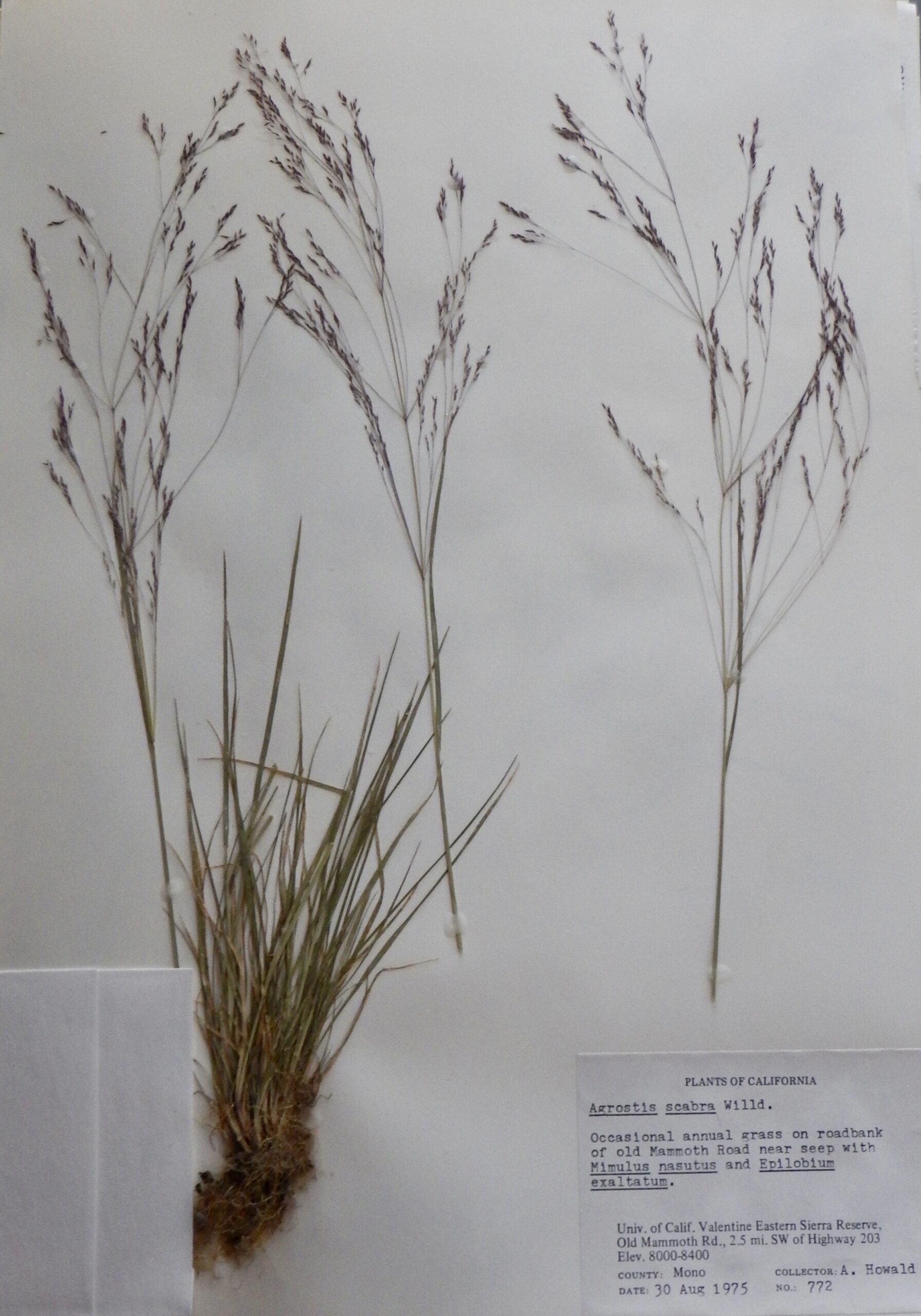 Agrostis scabra