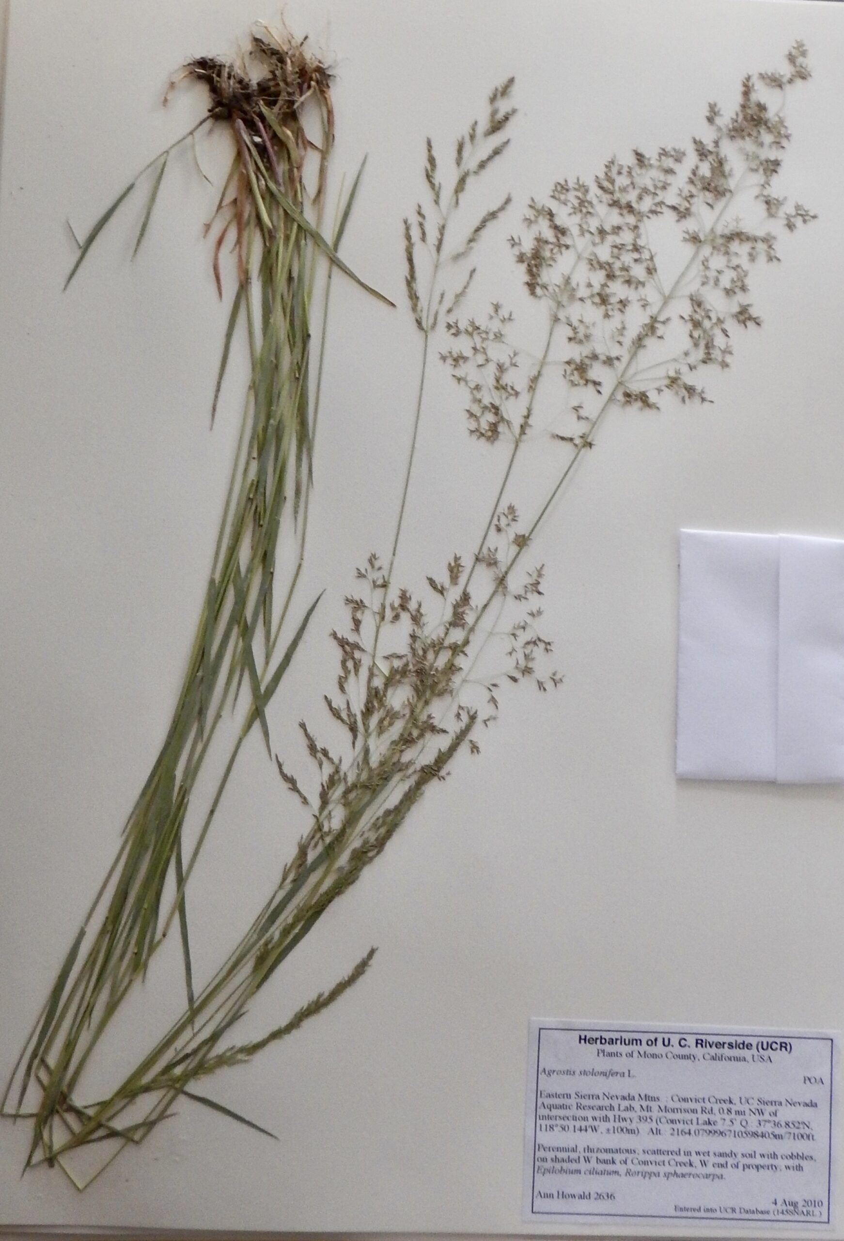 Agrostis stonifera