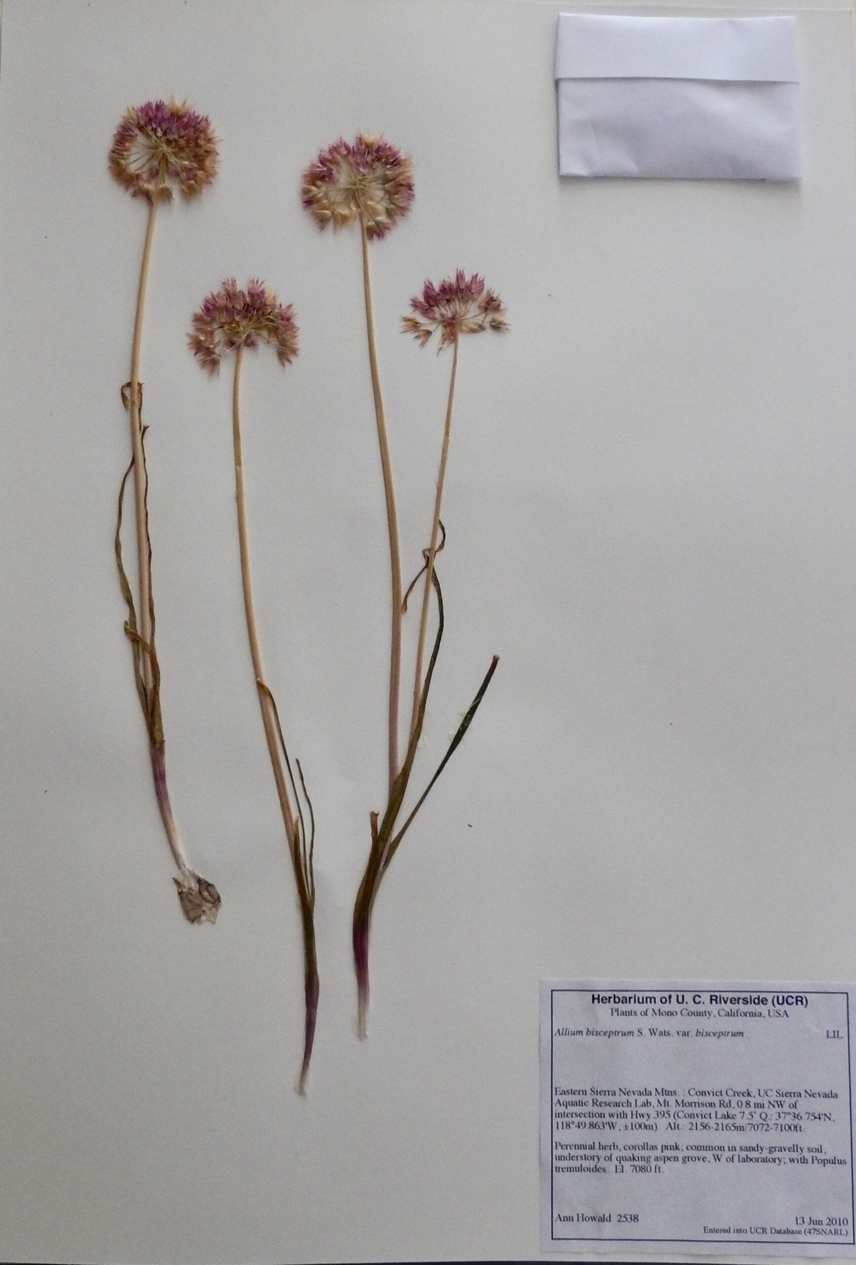 Allium bisecptrum var. bisecptrum