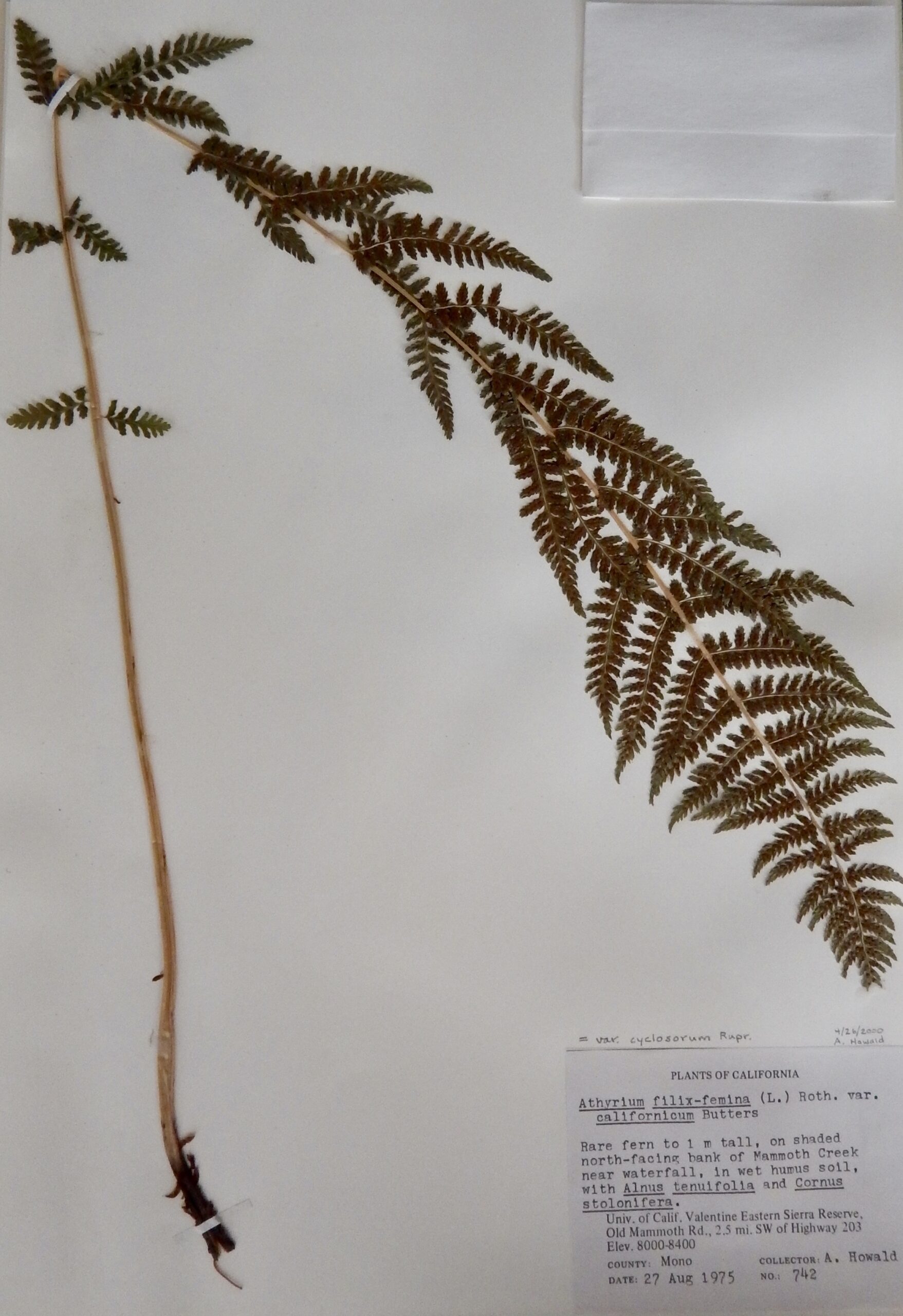 Athyrium filix-femina