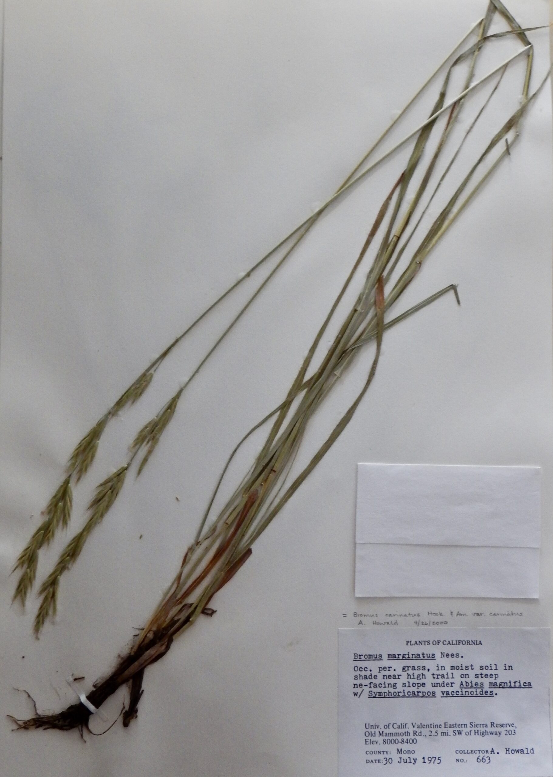 Bromus carinatus