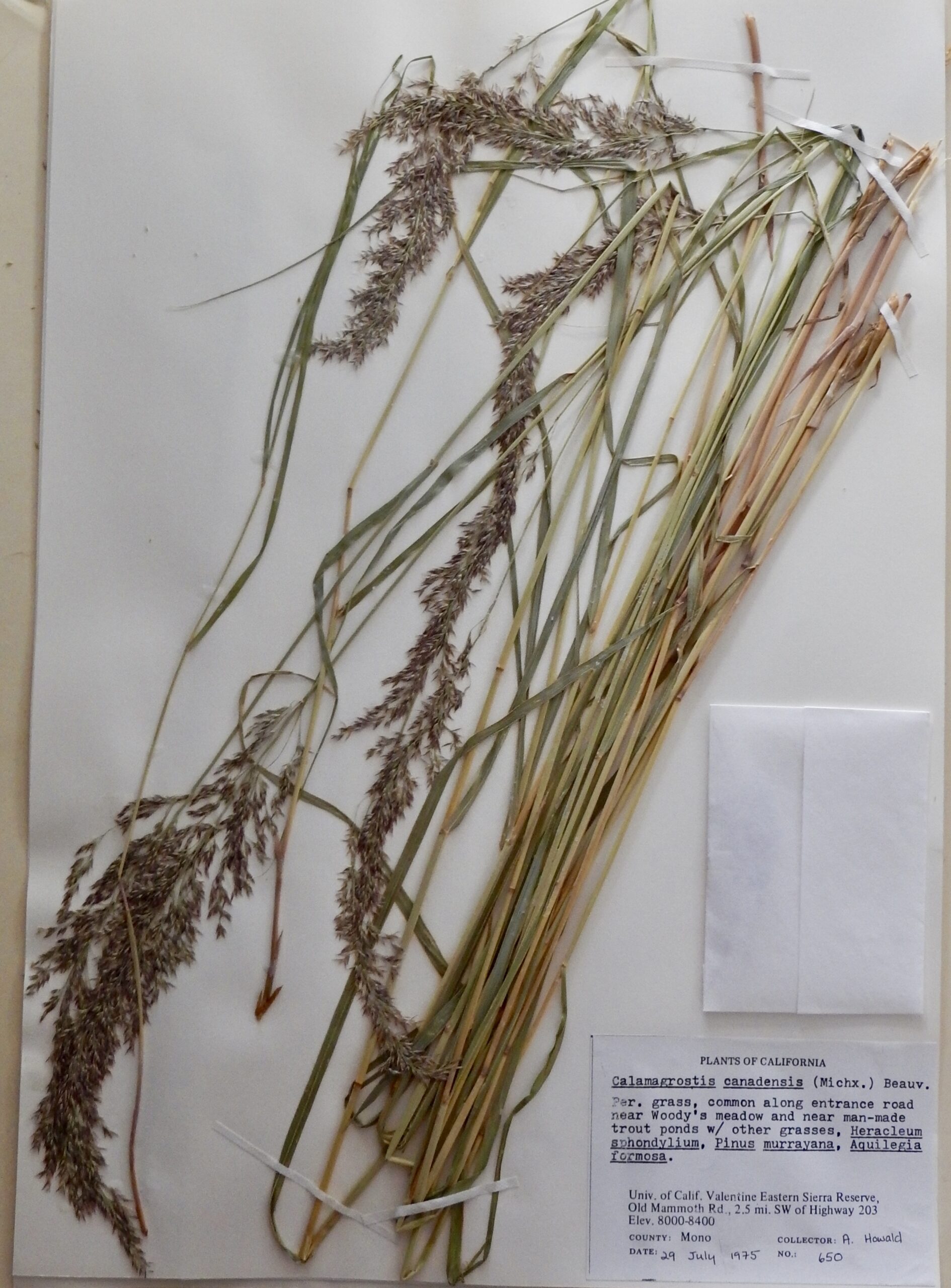 Calamagrostis canadensis