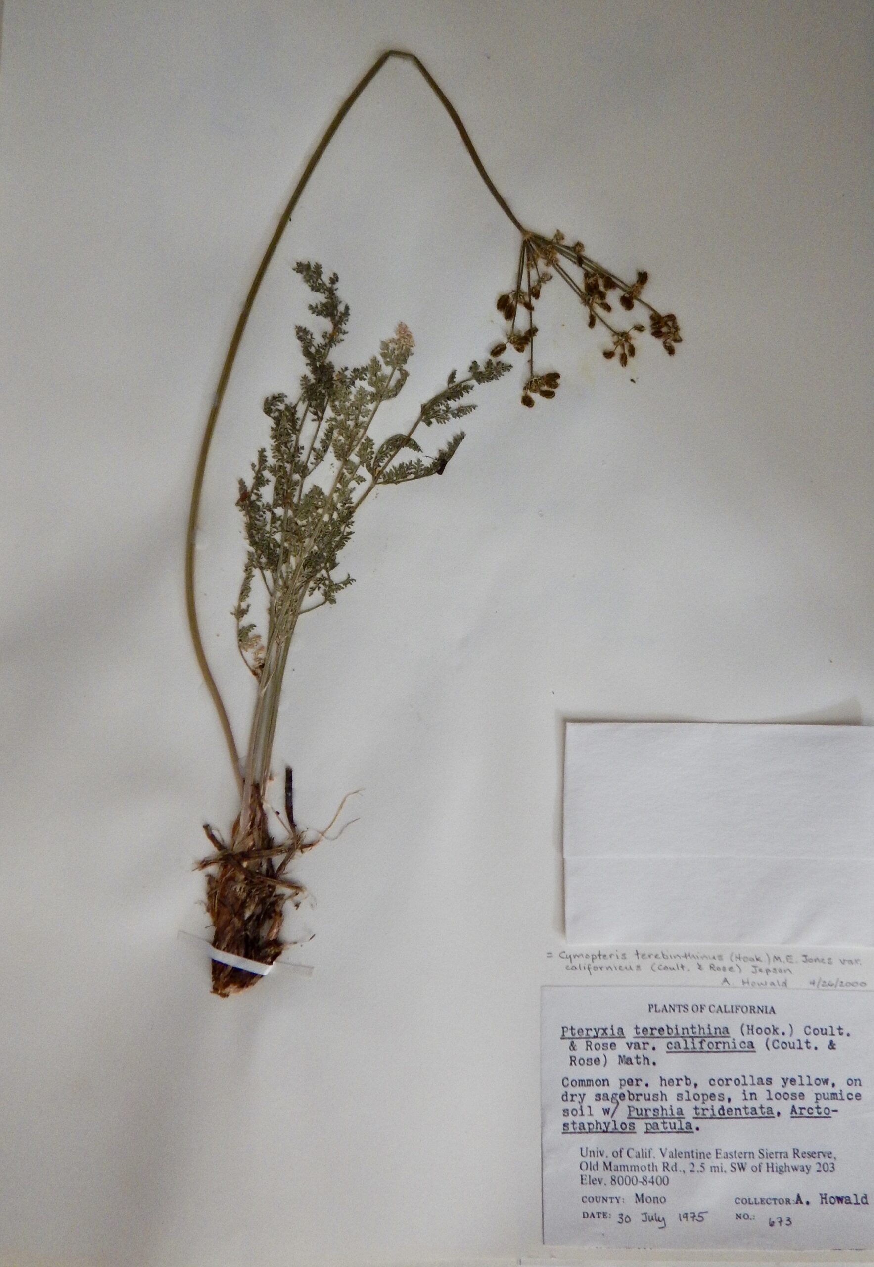 Cymopteris terebinthinus