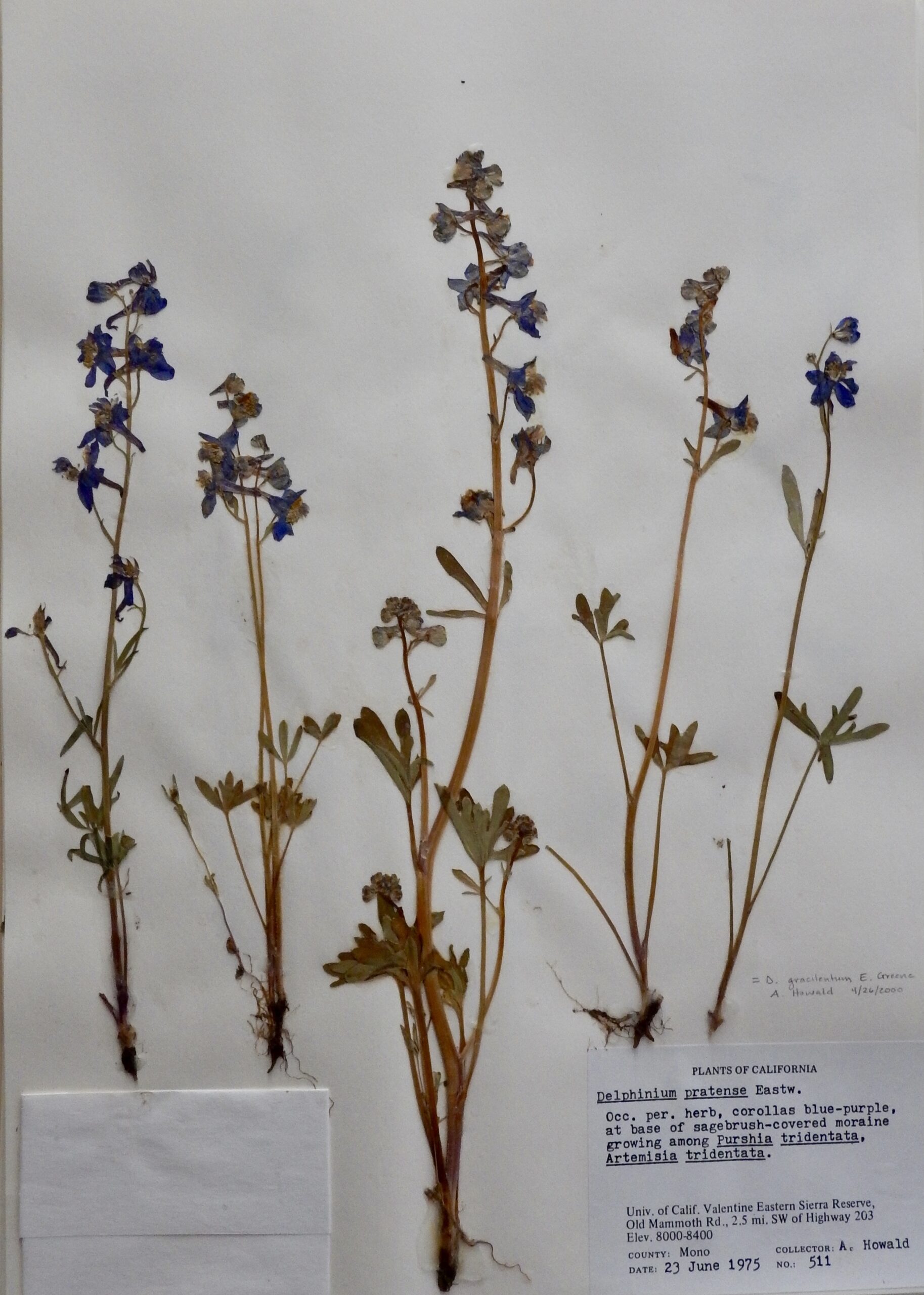 Delphinium gracilentum