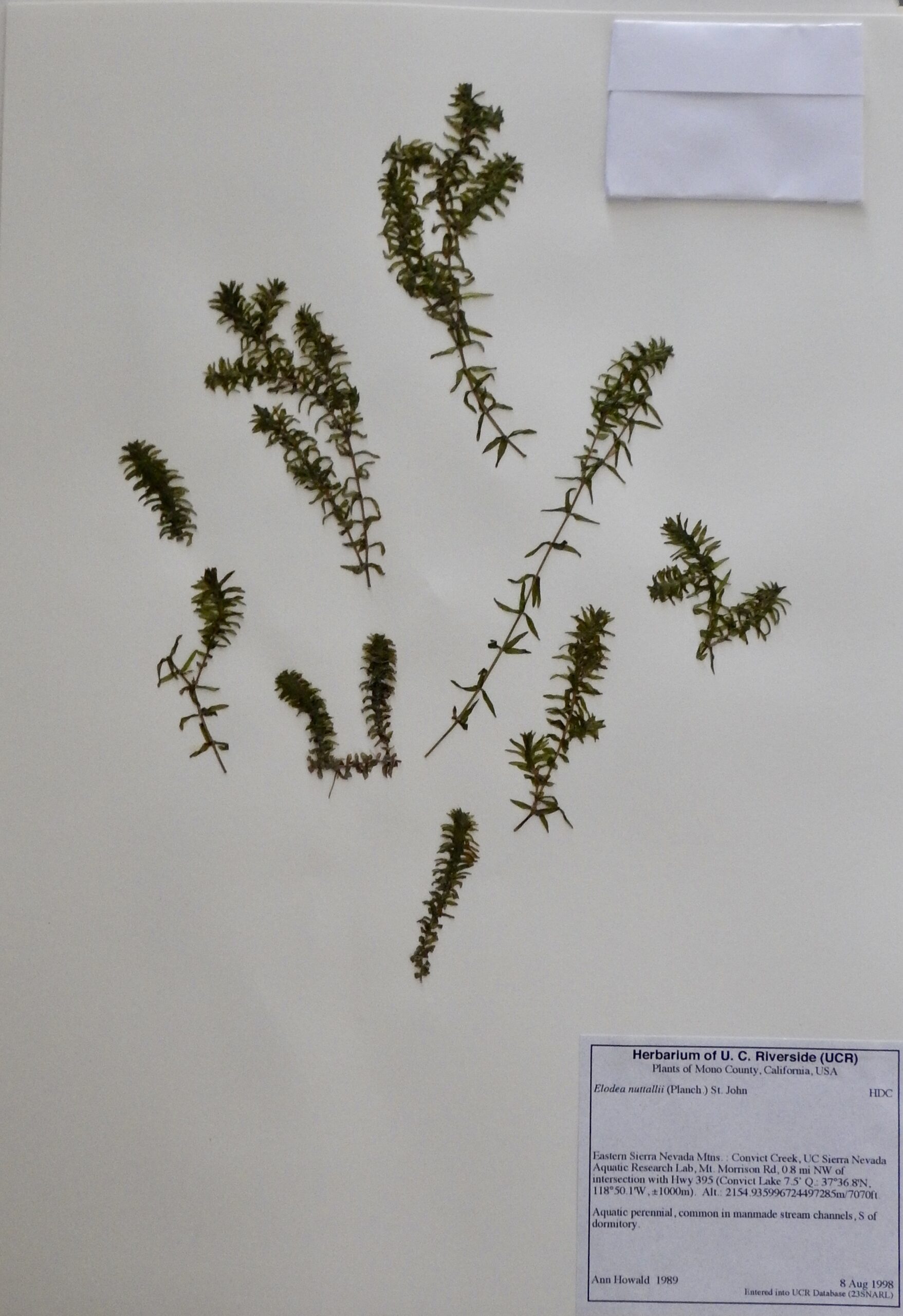 Elodea nuttallii