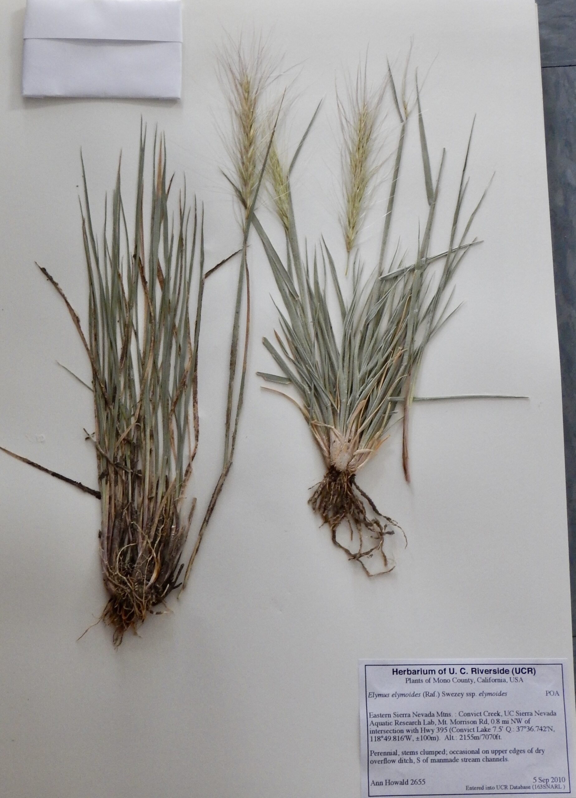 Elymus elymoides ssp. elymoides