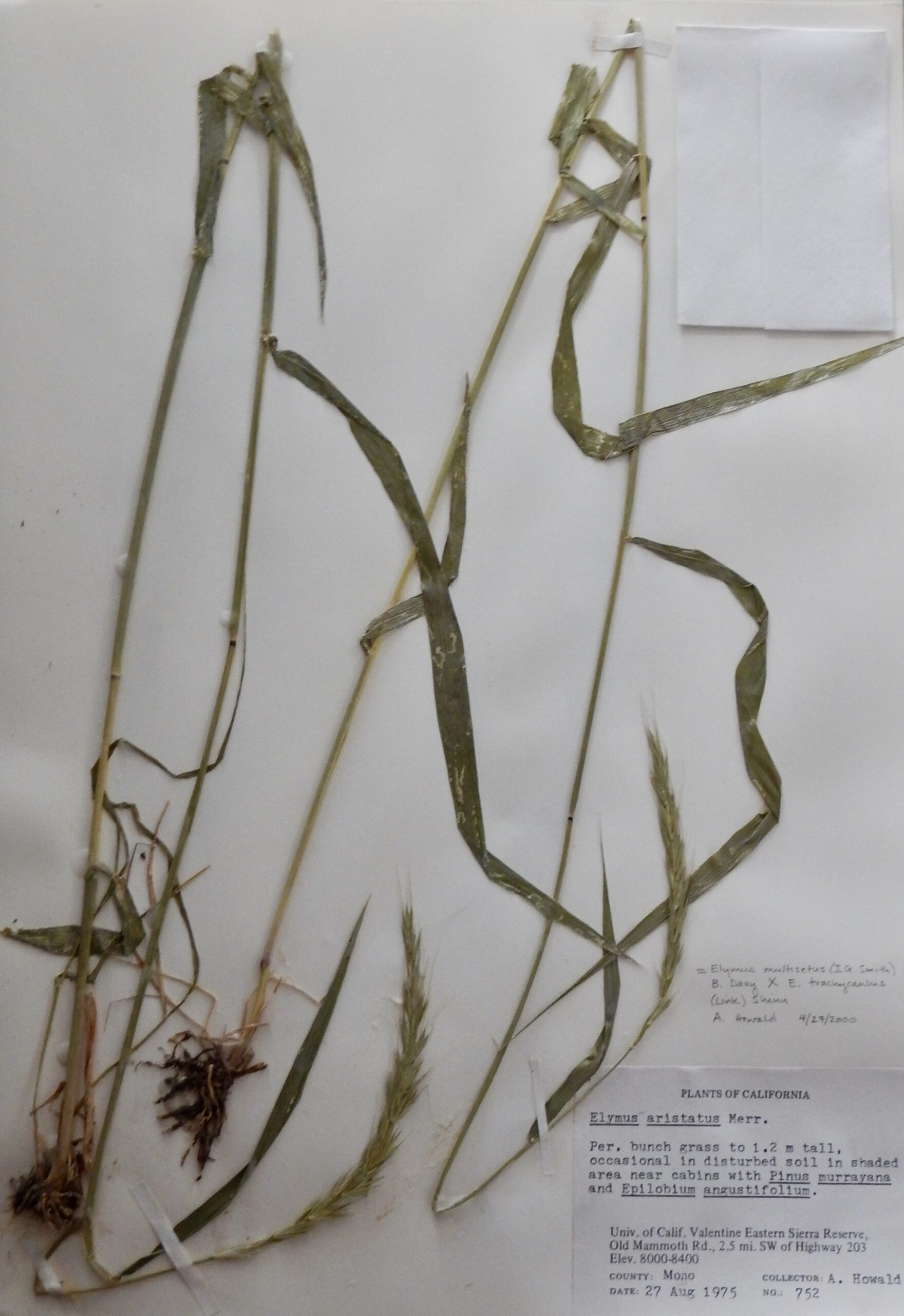 Elymus multisetus