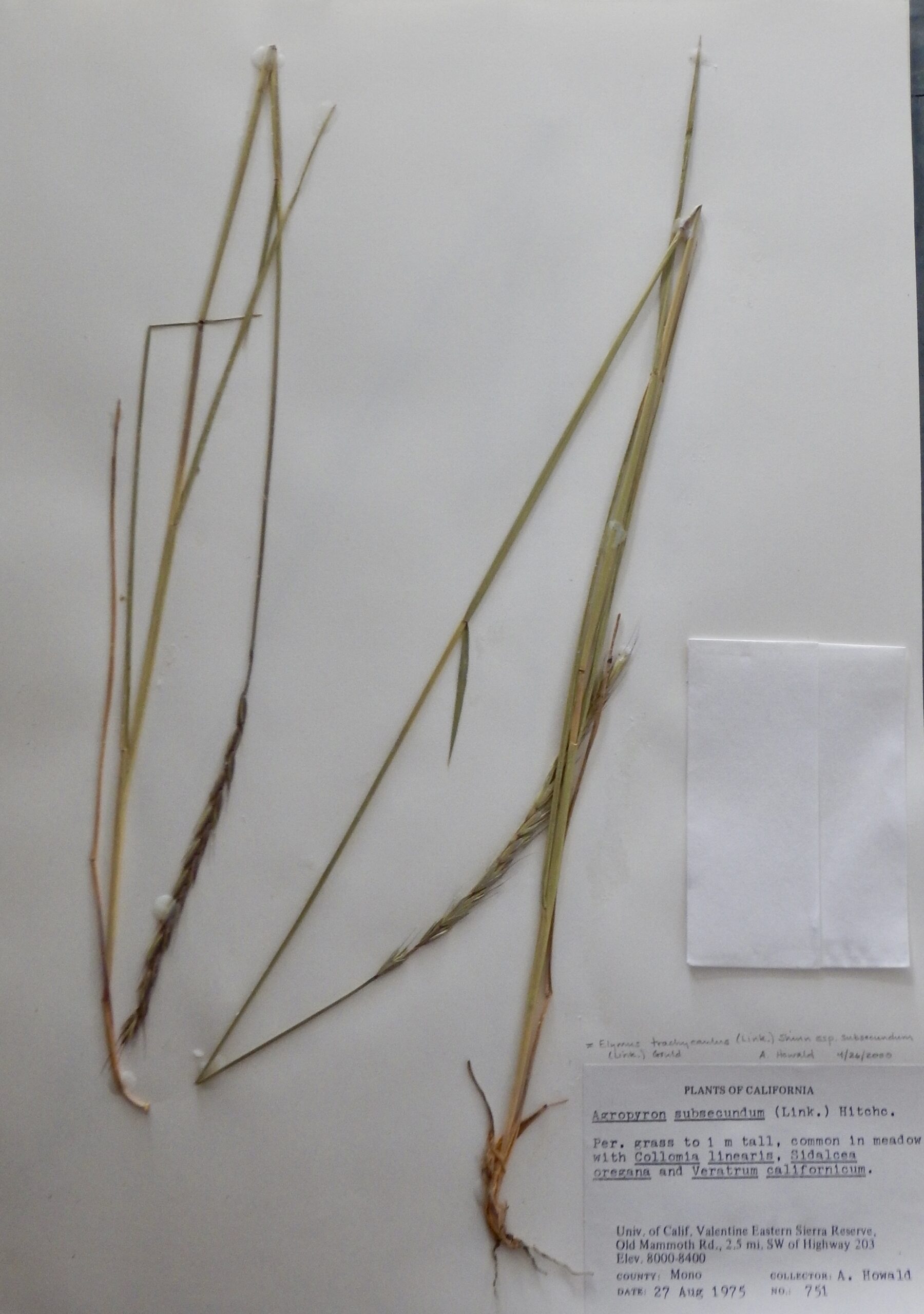 Elymus trachycaulus ssp. subsecundum