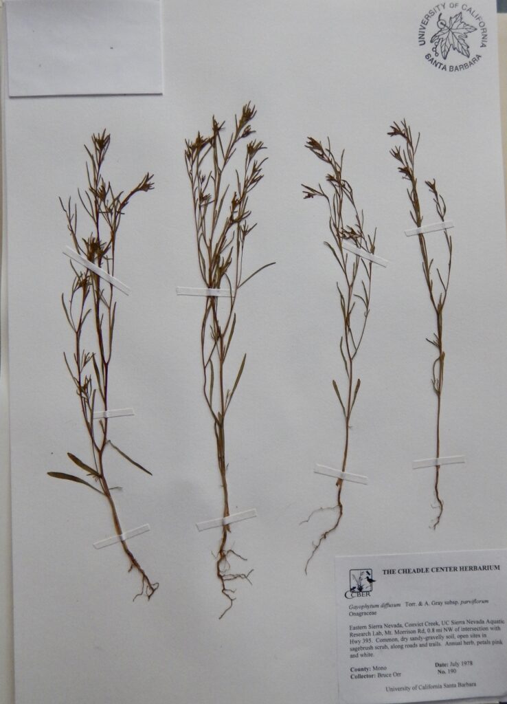 Gayophytum diffusum subsp. parviflorum Diffuse Gayophytum Valentine