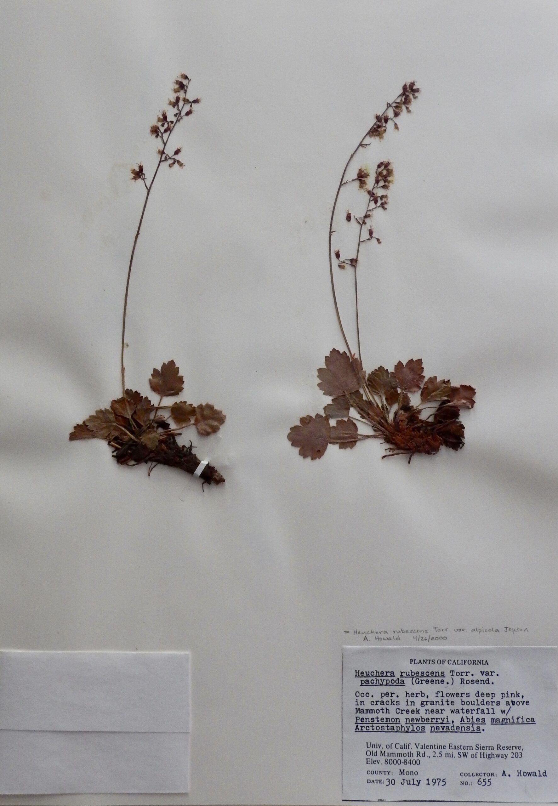 Heuchera rubescens