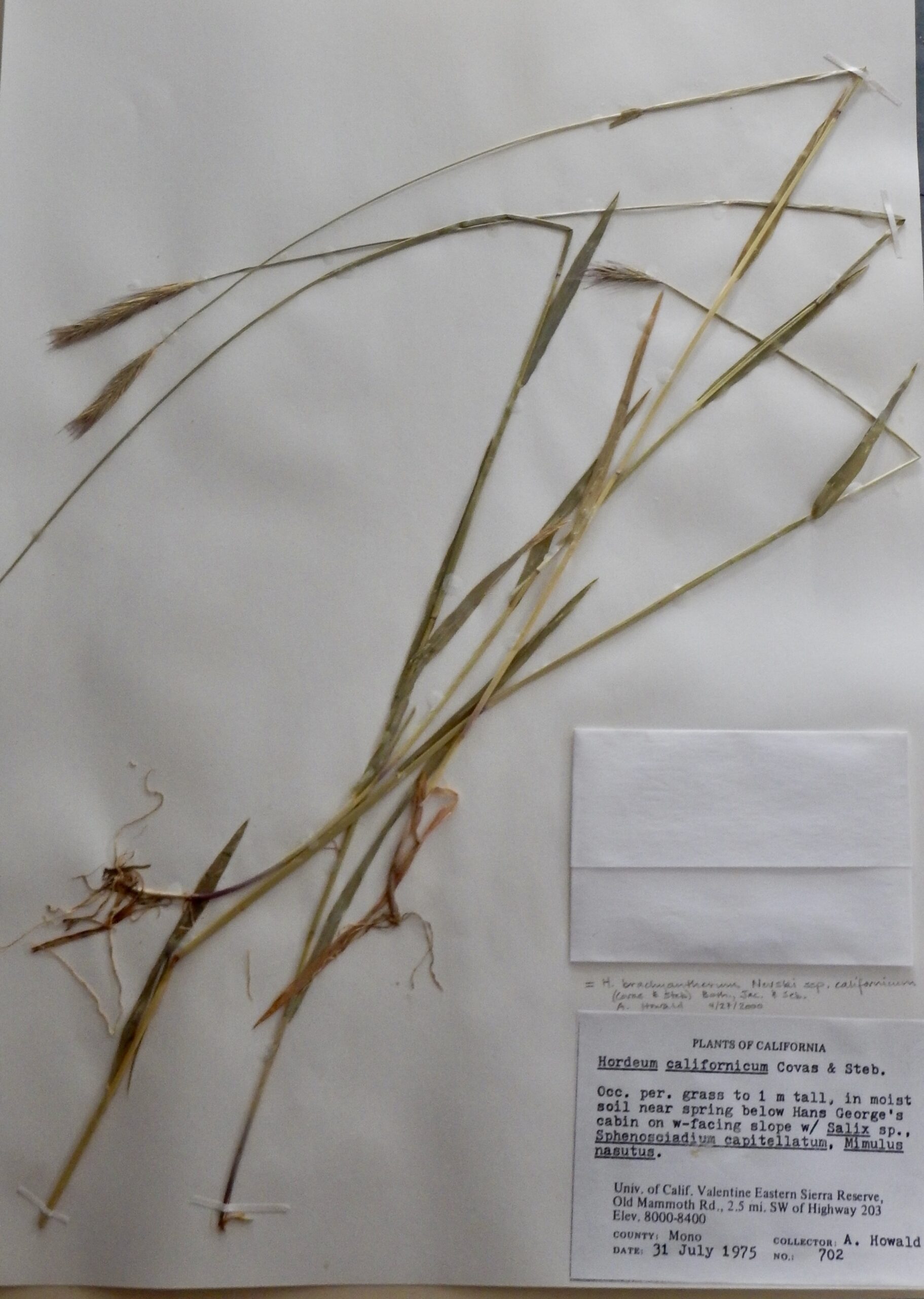 Hordeum brachyantherum spp. californicum