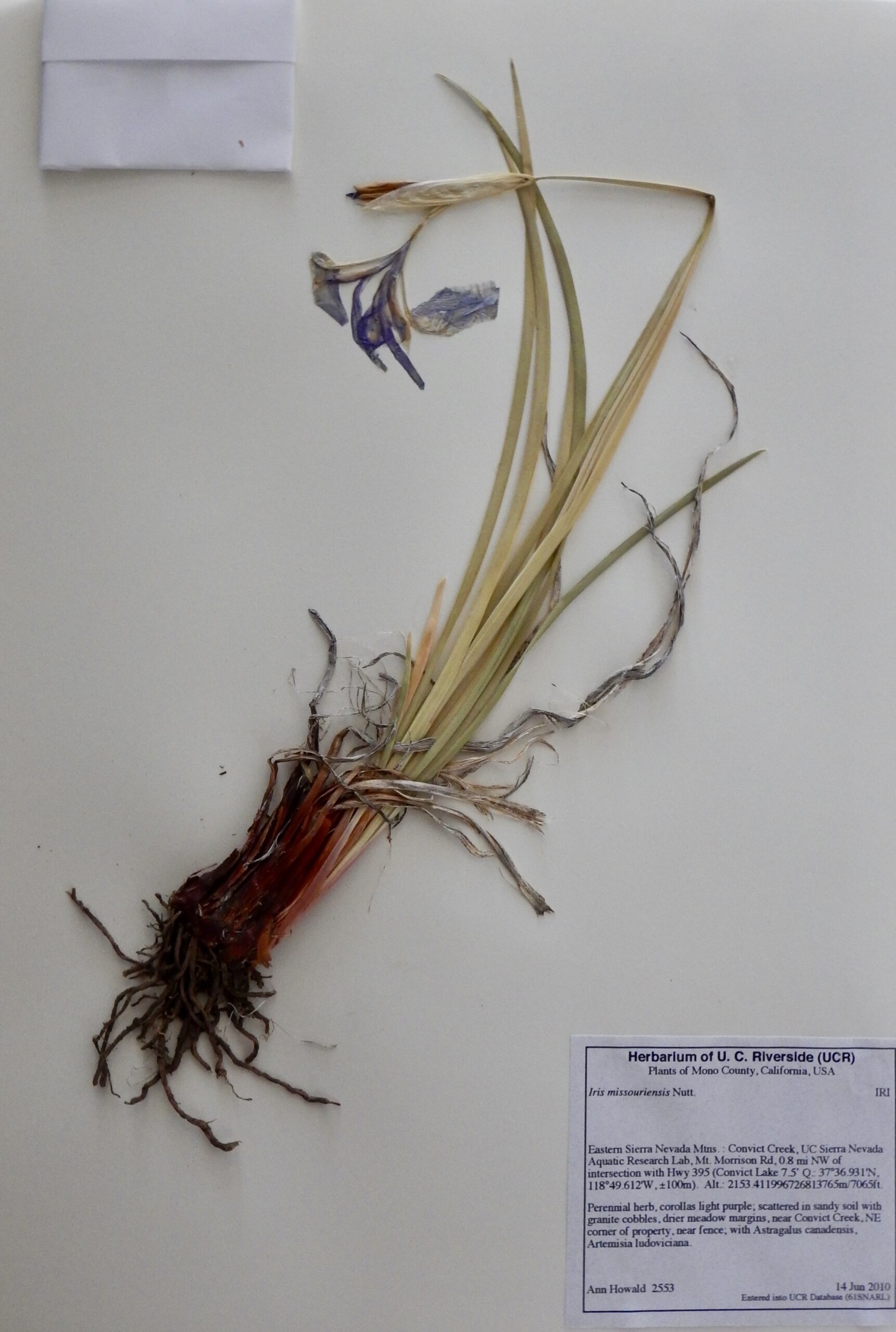 Iris missouriensis