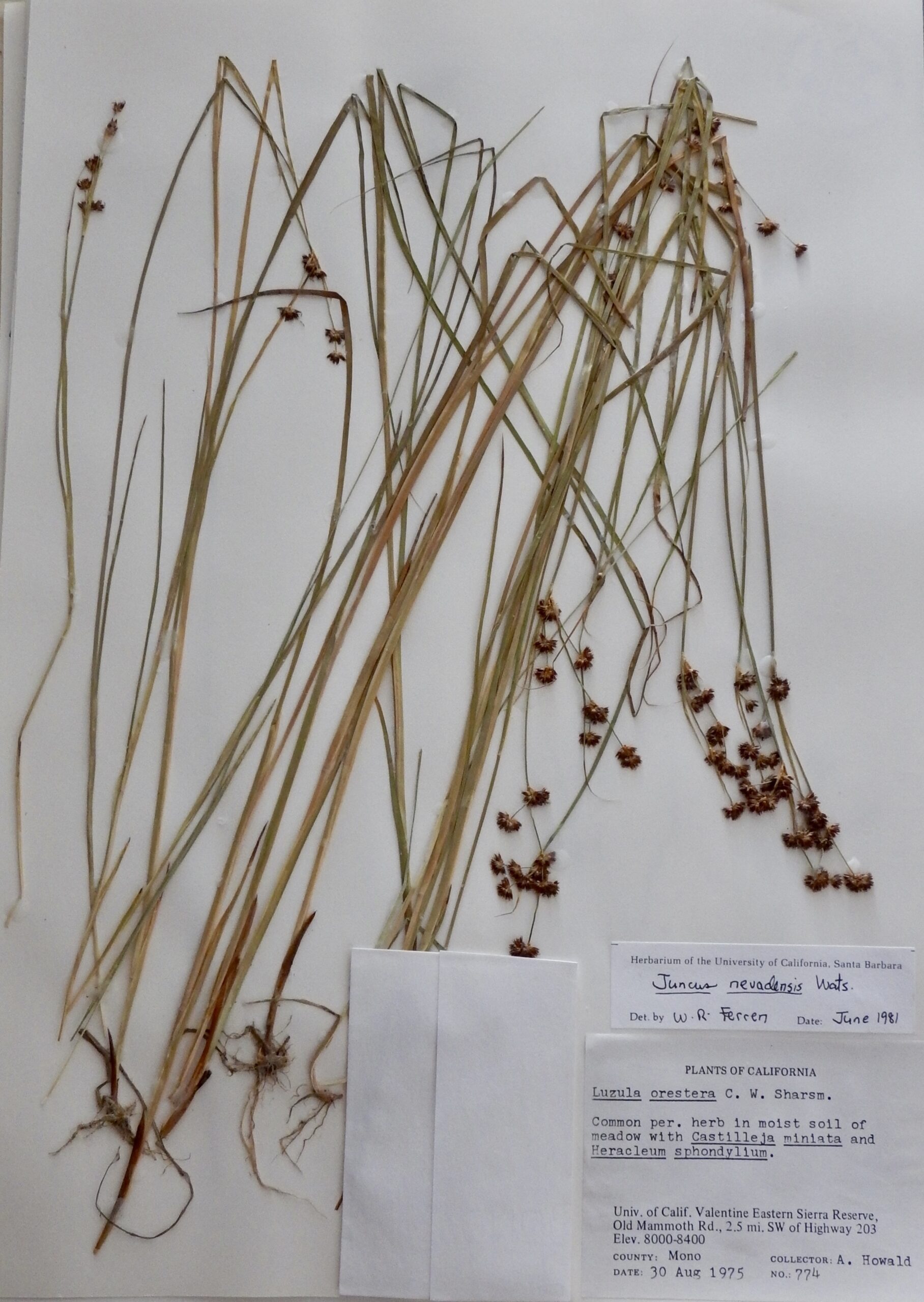 Juncus nevadensis