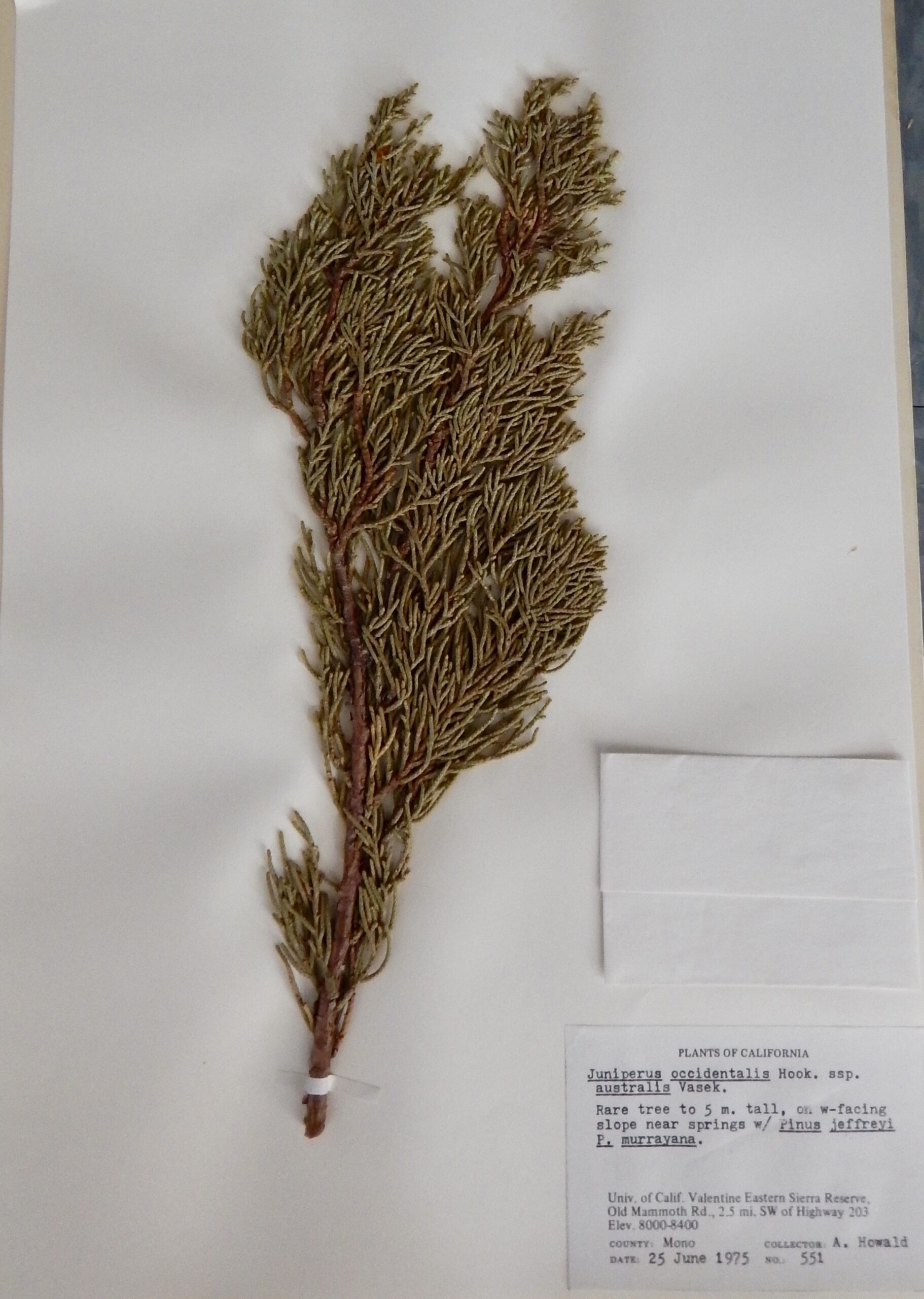 Juniperus occidentalis