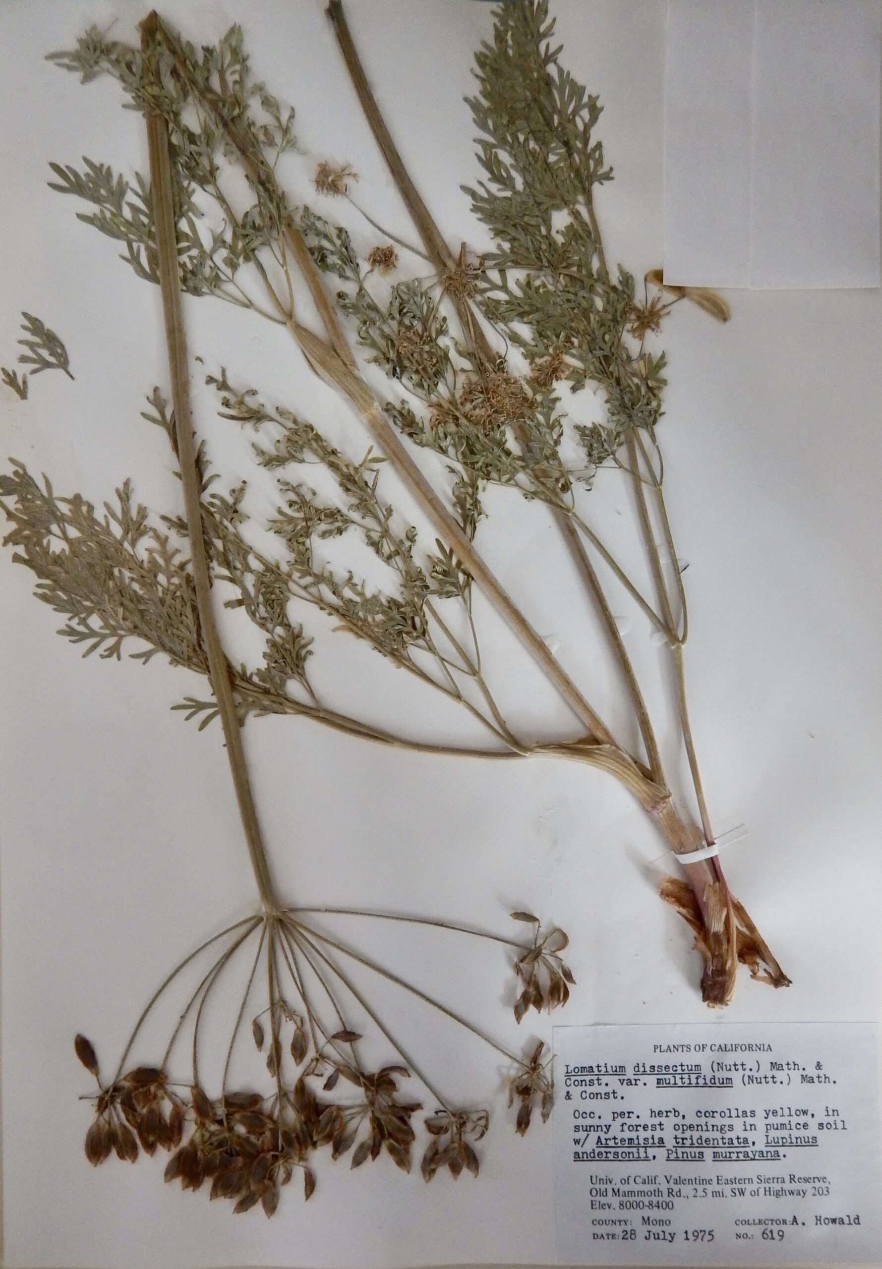 Lomatium dissectum