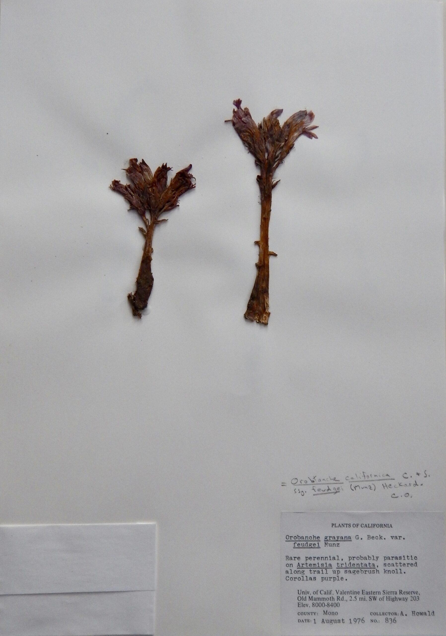 Orobanche californica