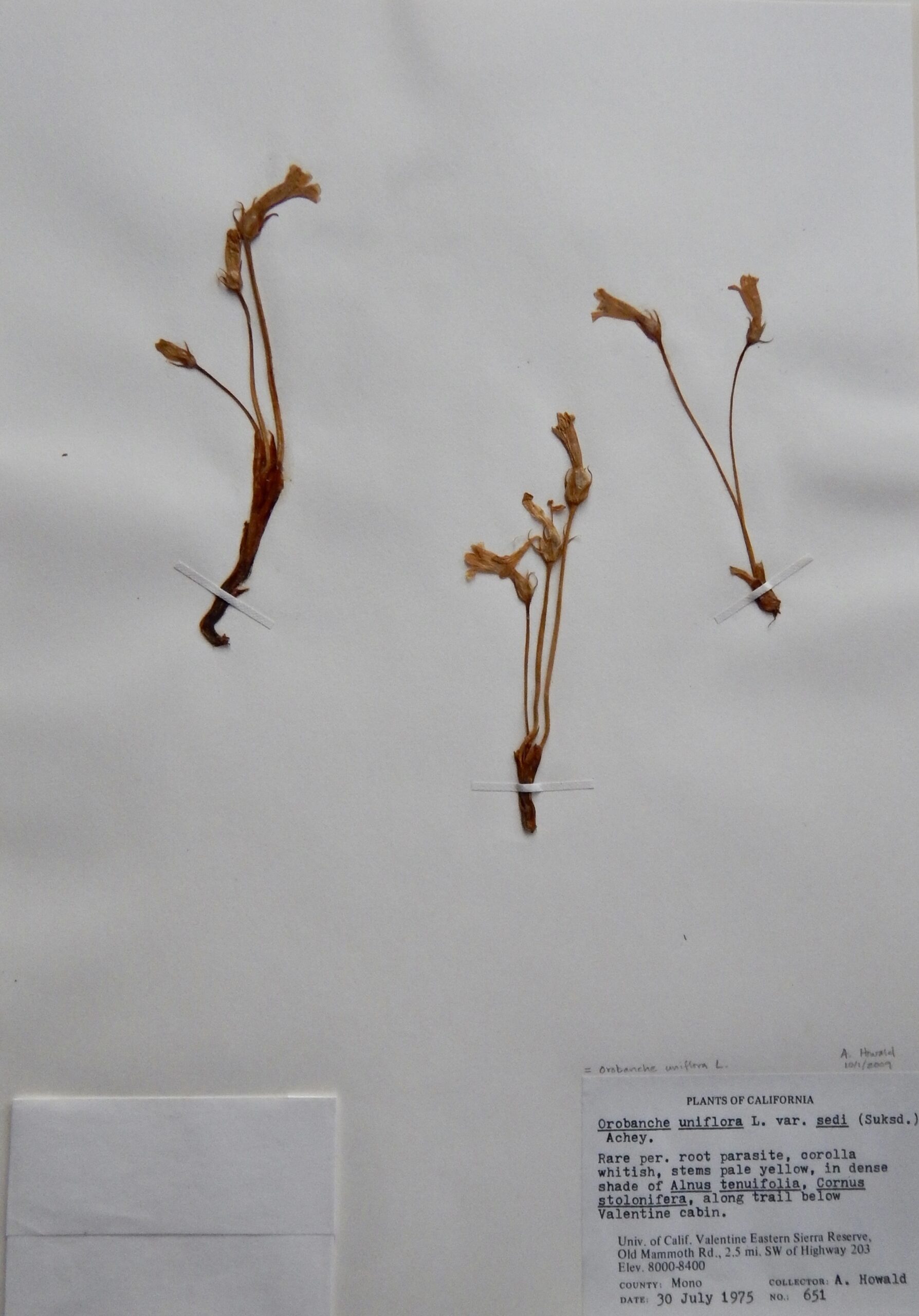 Orobanche uniflora