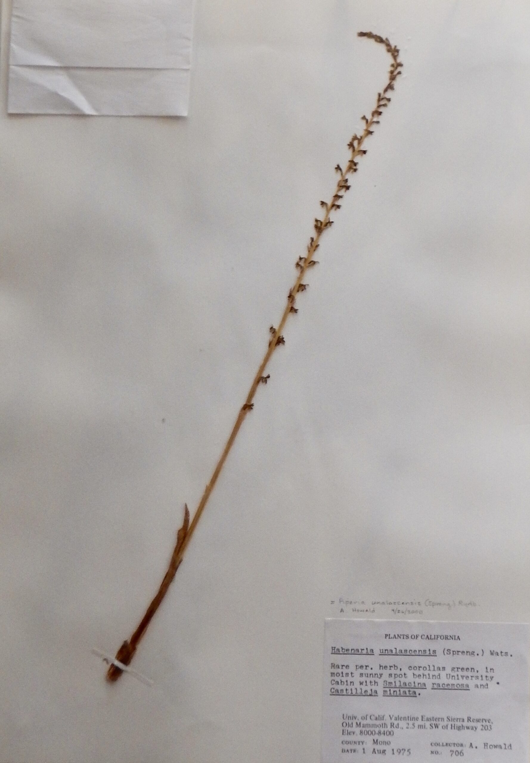 Piperia unalascensis