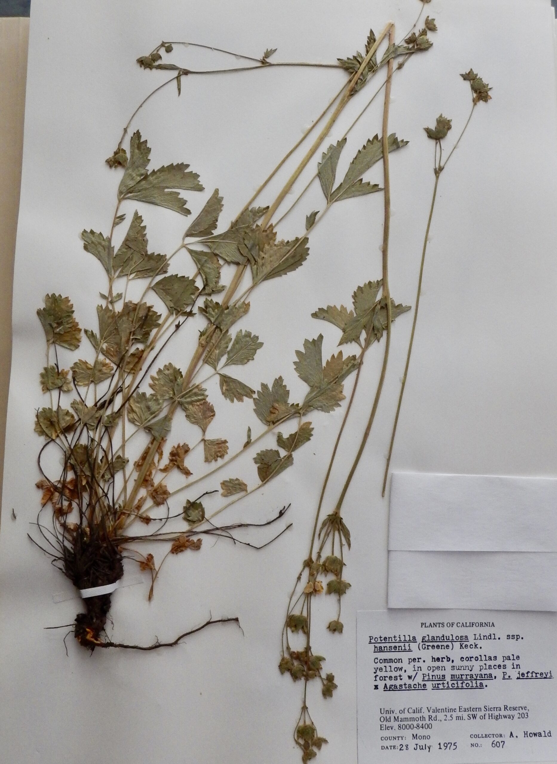 Potentilla glandusa