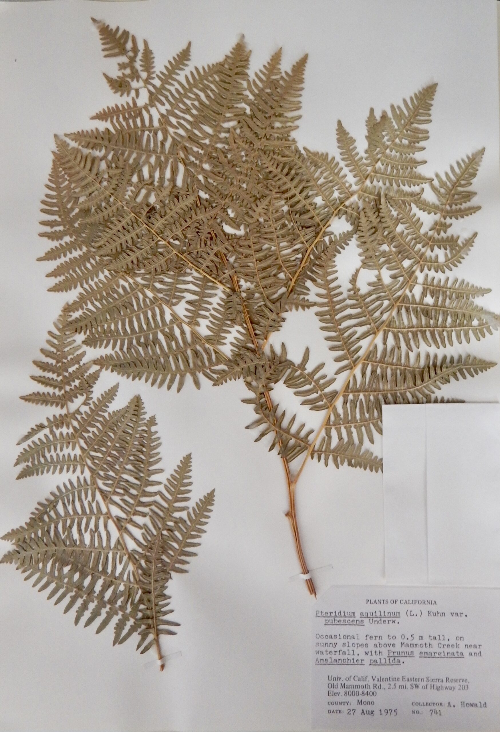 Pteridium aquilinum