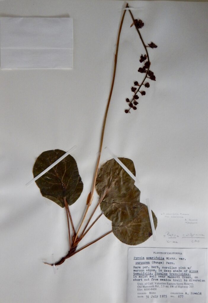 Pyrola asarifolia ssp. asarifolia - Valentine Reserve