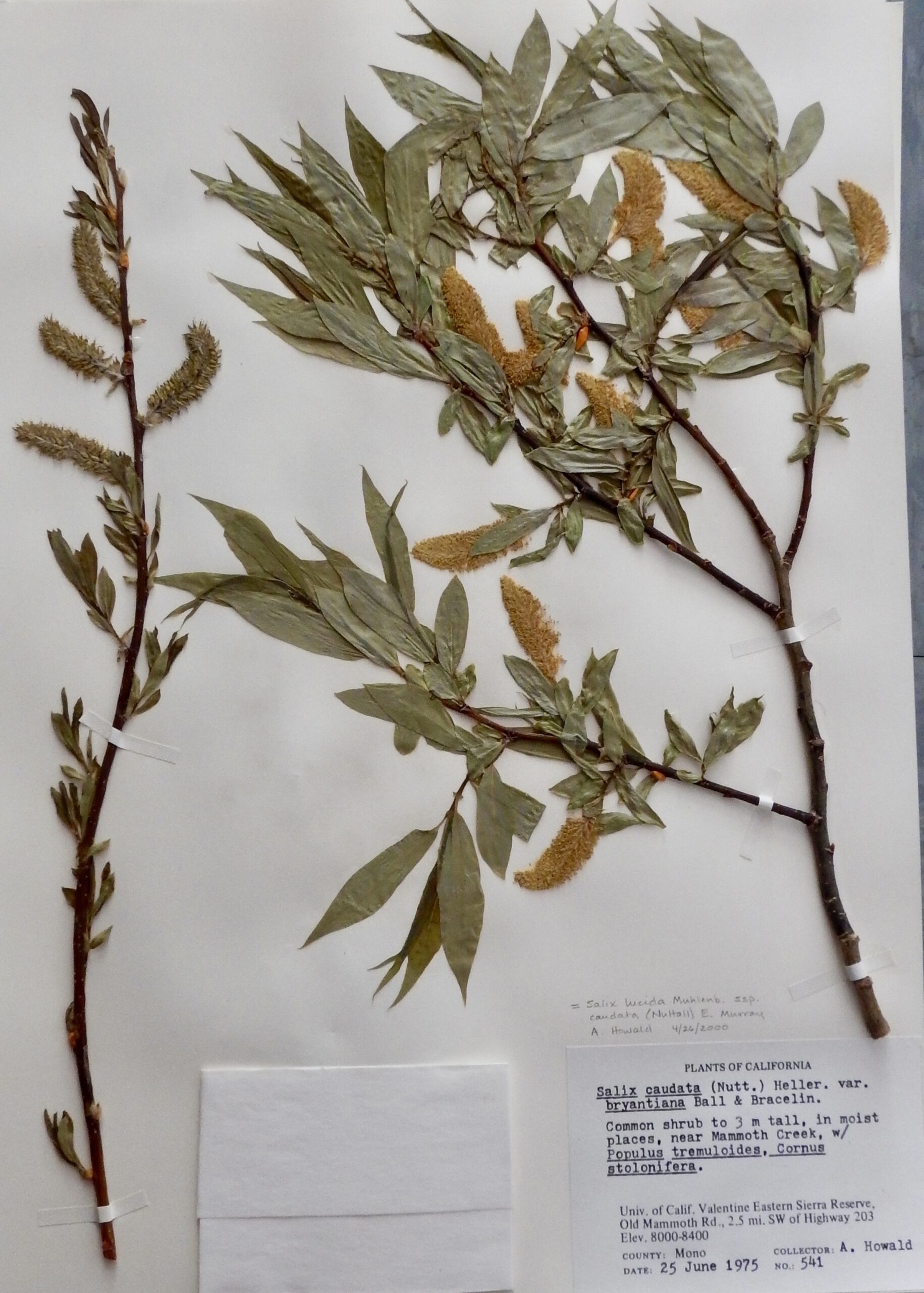 Salix lucida