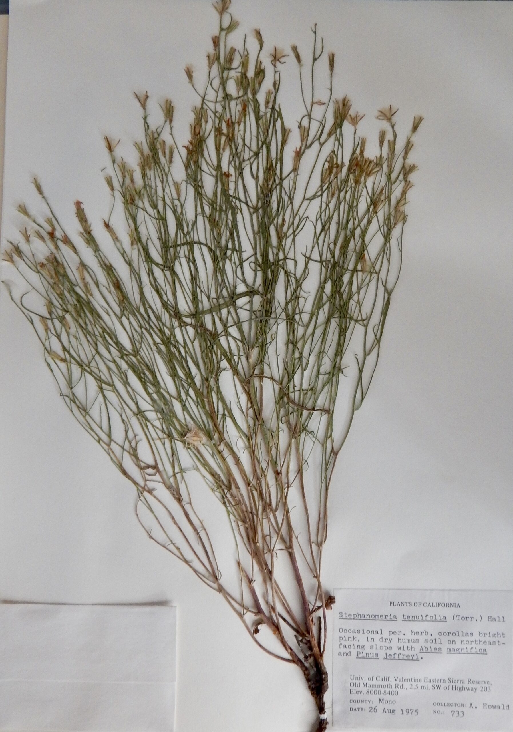Stephanomeria tenifolia