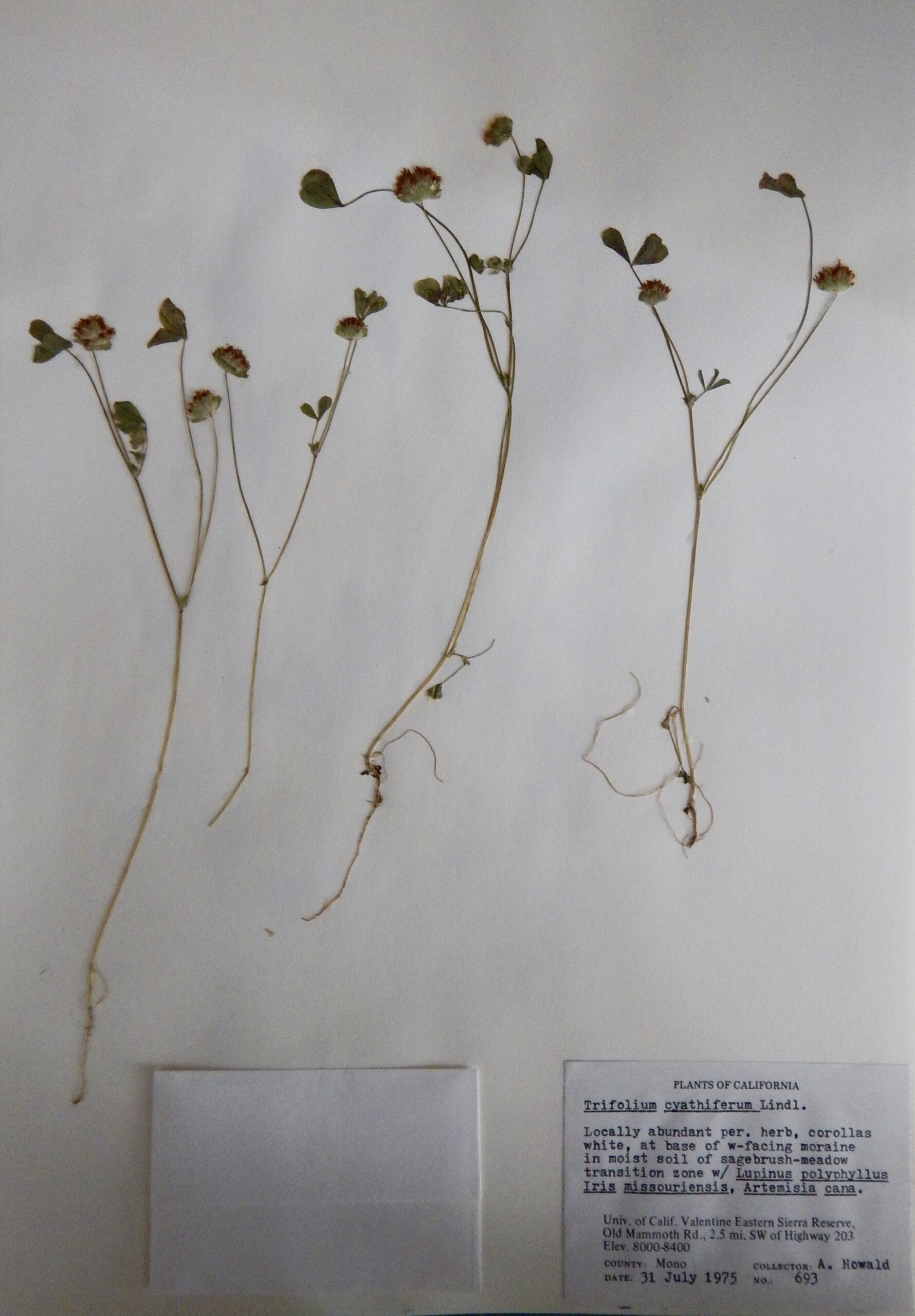 Trifolium cyathiferum
