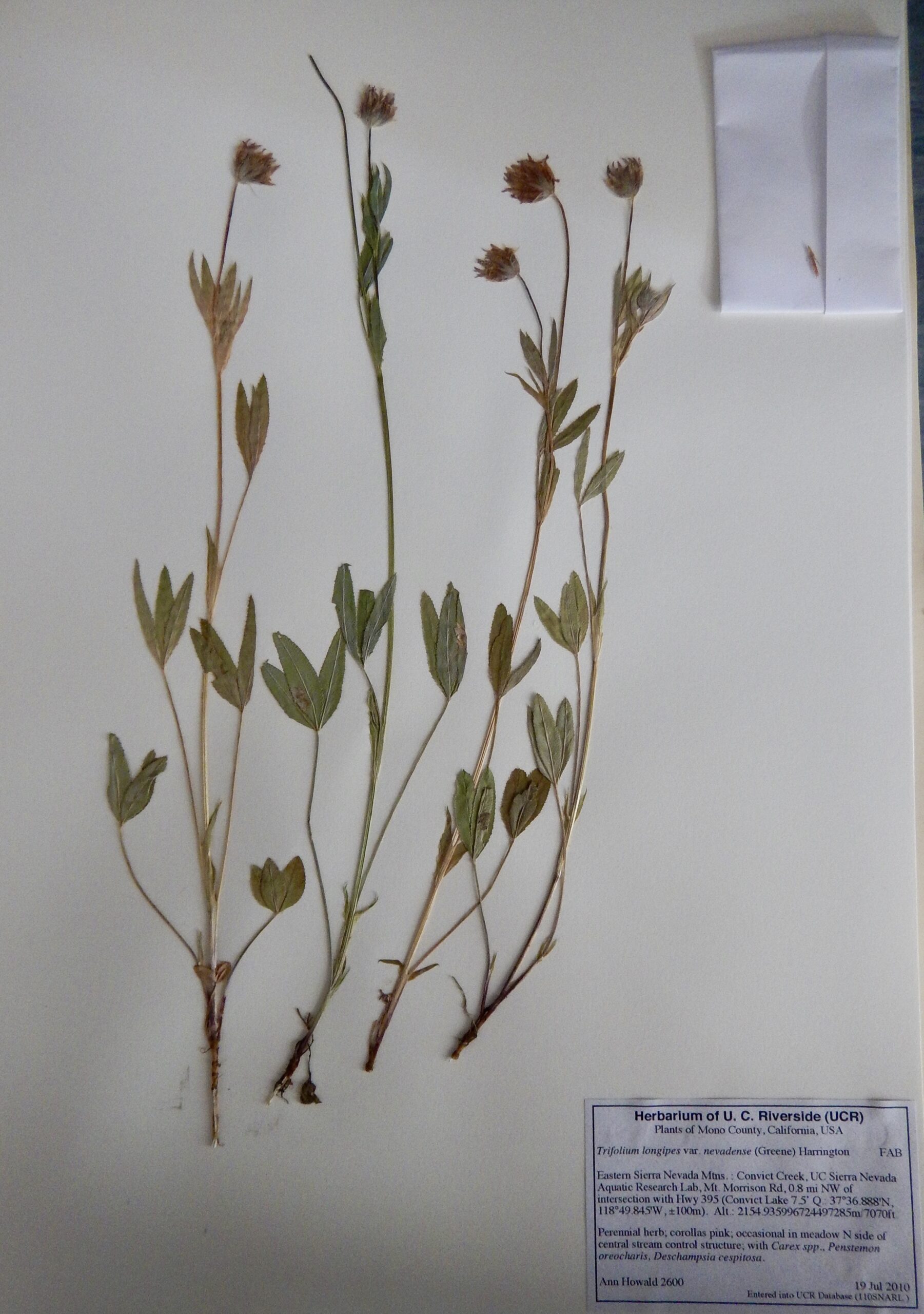 Trifolium longipes ssp. nevadense