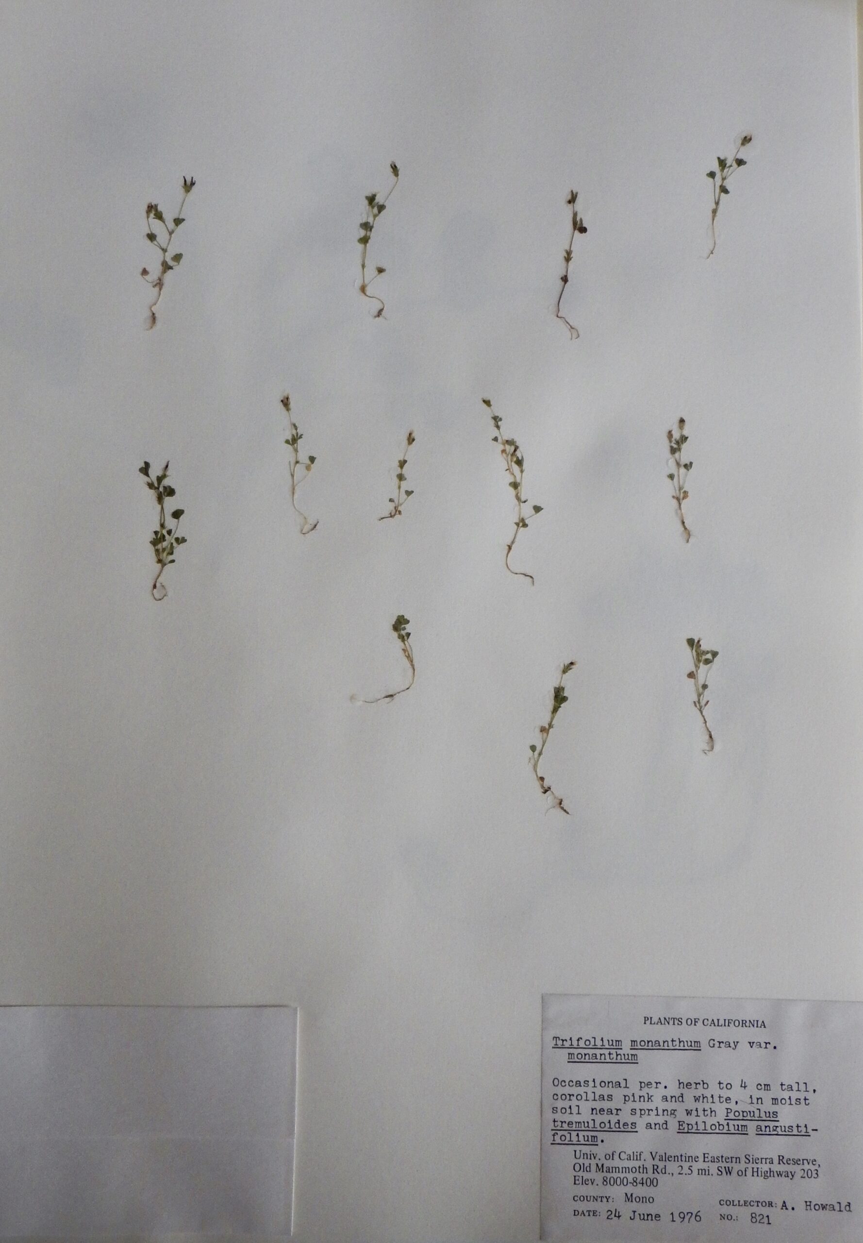 Trifolium monathum