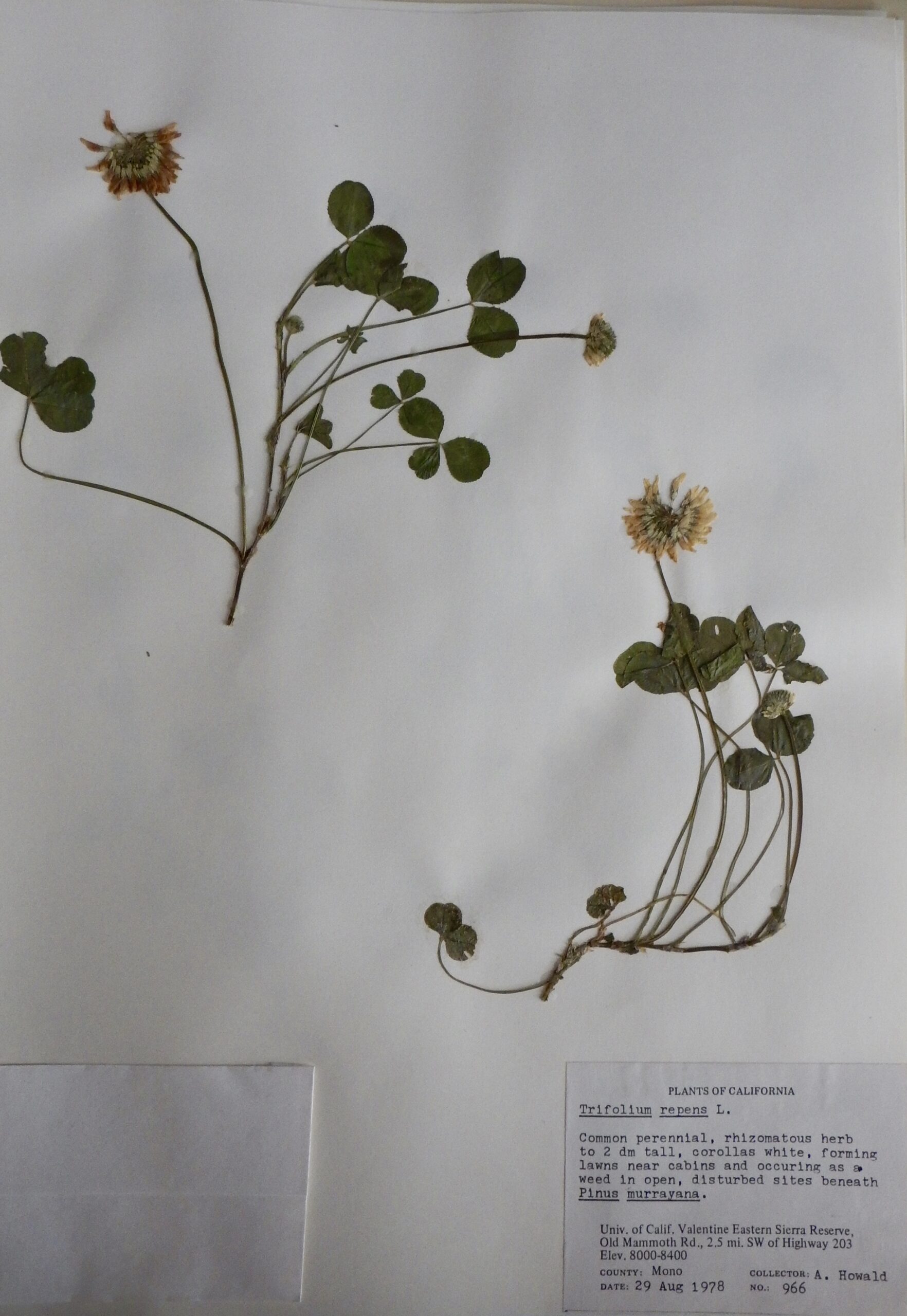 Trifolium repens