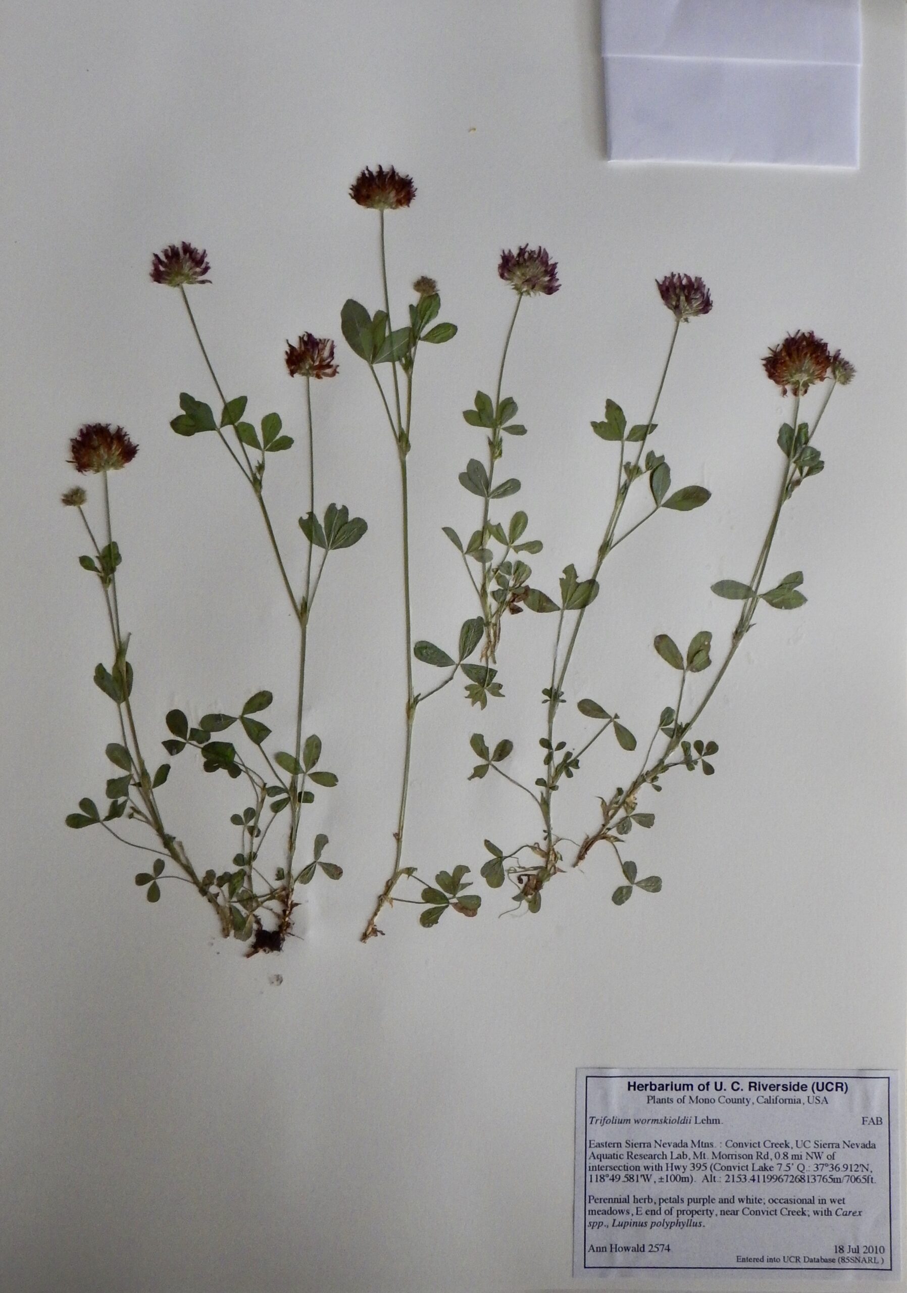 Trifolium wormskioldii